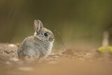 Królik europejski, królik dziki (Oryctolagus cuniculus), rabbit