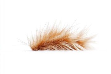 Single brown feather on a plain white background