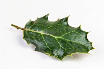 A single green leaf on a clean white background