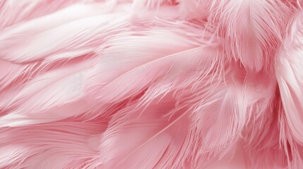 Wall Mural - soft pink feathers texture background, swan feather