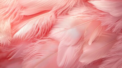 Wall Mural - soft pink feathers texture background, swan feather