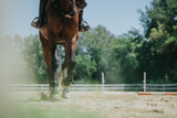 Captivating close-up of a horse's legs kicking up sand during equestrian training on a sunny day in an outdoor arena