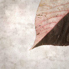 Wall Mural - stylish square textured old paper background with Colorful leaf of Acalypha wilkesiana,  copperleaf plant