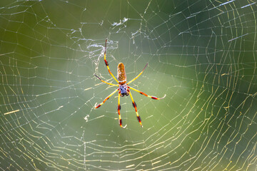 Orb Weaver in Web