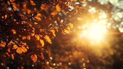 Wall Mural - Autumn leaves backlit by sun. Golden hour nature photography.