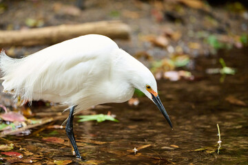 snowy egret hunting for food 