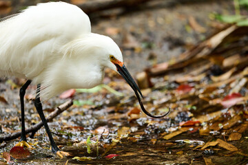 snowy egret hunting for food 