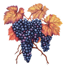 Wall Mural - PNG A cluster of ripe grapes with autumn leaves