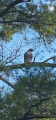 red tailed hawk on tree
