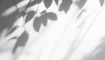 Abstract silhouette shadow white background of natural leaves tree branch falling on wall. Transparent blurry shadows leaf in morning sun light.
