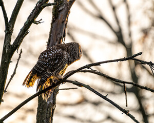 Wall Mural - barred owl