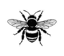 Wall Mural - bumblebee engraving black and white outline