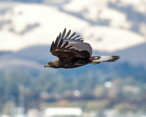 Golden Eagle Flying in Suisun City, California