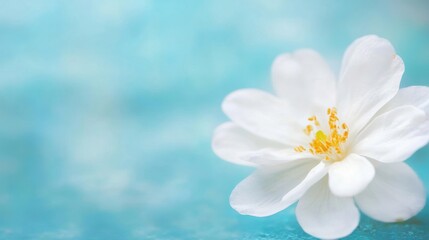 Wall Mural - A delicate white flower with soft petals and yellow stamens sits on a tranquil blue backdrop, evoking a sense of peace and serenity