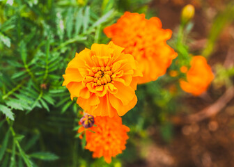 Naklejka na meble 色鮮やかなオレンジ色のマリーゴールドの花