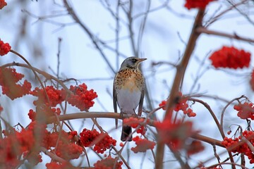 robin on a branch