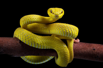 Wall Mural - the yellow white-lipped pit viper (trimeresurus insularis) closeup on branch with black background, 