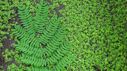 Poster -  Mosquito fern 