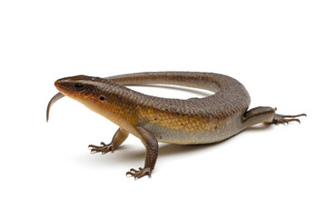 Wall Mural - eutropis multifasciata lizard closeup, eutropis multifasciata lizard on isolated background, eutropi