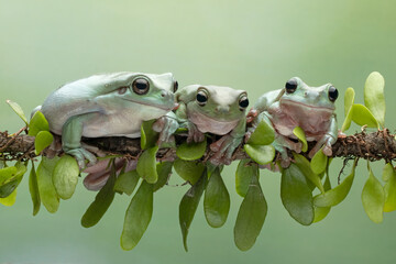 Wall Mural - dumpy frog 