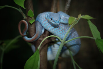 Wall Mural - blue viper snake closeup on branch, head of viper snake, blue insularis, trimeresurus insularis, ani