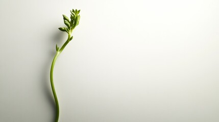 Aufkleber - A single green sprout against a minimalistic background, symbolizing growth and nature.