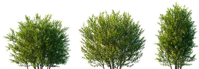 Set of 3 Ligustrum vicary (Golden Privet, Vicary Golden Privet, Vicary Privet) frontal isolated png on a transparent background perfectly cutout
