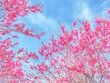 © 吉岡 嘉壽子 - pink peach blossoms