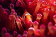 © MARDUK - Vibrant Clownfish in a Stunning Coral Reef Habitat