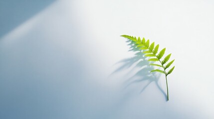 Aufkleber - A single green fern leaf casting shadows on a light surface, symbolizing nature's beauty.