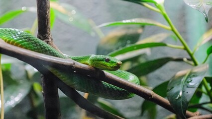 Poster - green tree snake