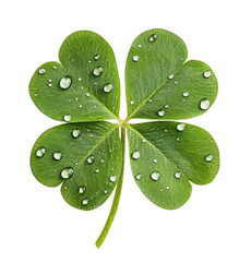 Wall Mural - Detailed four-leaf clover with water droplets symbolizing luck