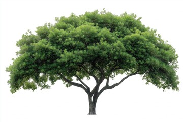 Trees isolated on white background, tropical trees isolated used for design, advertising and architecture