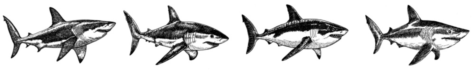 This graphic image features a shark line theme on a white background. It has a modern graphic base.