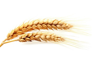 Wall Mural - Wheat ear food white background agriculture.