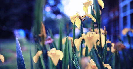 Wall Mural - Plants and flowers macro. Detail of petals and leaves at sunset. Natural nature background.