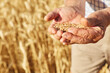 © Westend61 - Hands of elderly farmer with wheat grains in farm on sunny day