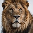 © Bilal - A majestic lion's head with detailed mane against a white backdrop.