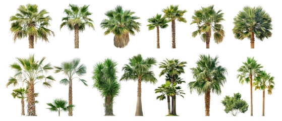 a collection of different palm trees isolated transparent background