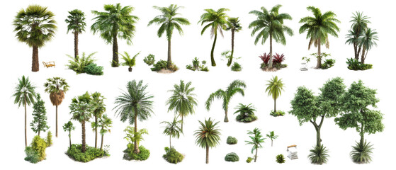A collection of different palm trees isolated transparent background