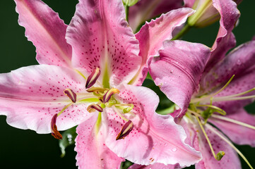 Wall Mural - Pink Oriental lily Josephine on a green background