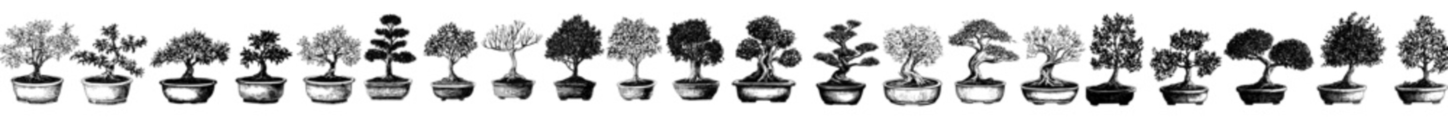 Wall Mural - Set of bonsai tree silhouettes on a white background, large pack of modern silhouettes