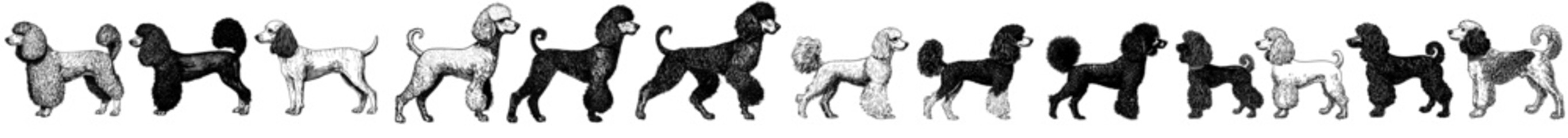 Wall Mural - Silhouettes of poodles in modern silhouette design over an isolated background