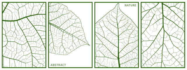 close up leaf texture posters set. nature green plant structure with veins and cells. eco organic fr