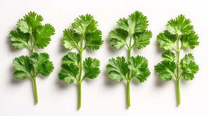 Fototapete - Isolated on white background cilantro sprigs arranged in a star-like pattern to highlight their light green textures and side empty space for text Stockphoto style