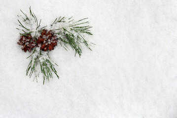 Wall Mural - christmas decoration. cone pine, branches christmas tree on snow with space for text. top view, flat