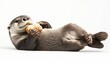 © Pichkan - Playful Otter Floating on Its Back, Enjoying a Shell, Close-Up Photograph Capturing the Adorable Features and Curious Expression of This Aquatic Mammal