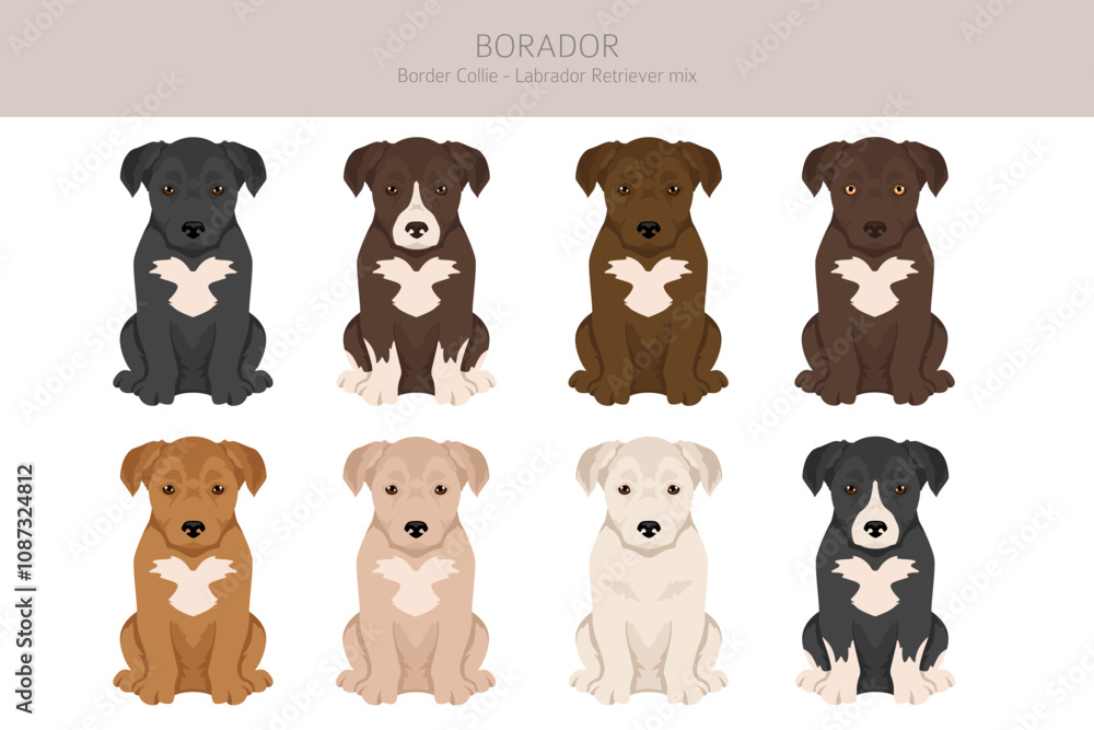 Labrodor R Border Border Collie Labrador Retriever mix. Borador clipart. Different coat ...