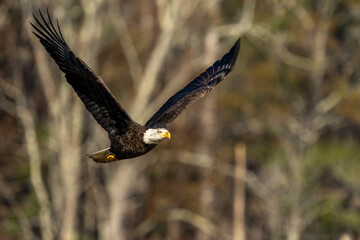 Wall Mural - an american bald eagle flying near a forest