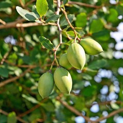 Wall Mural - green papaya on a tree